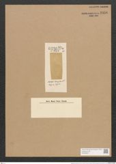 Mastogloia lemniscata Lend.-Fortm. (de-Toni-Nr.: Genus 26, Species 1292) Zeichnungen Sammlung Grunow Nr. 2456 (NHMW-BOT-W0369627)